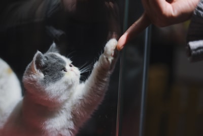 白色的短毛猫
